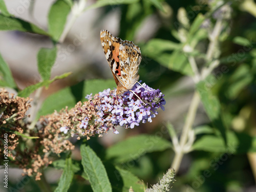 Painted lady or Vanessa cardui, beautiful orange-and-black butterfly drink nectar from flower