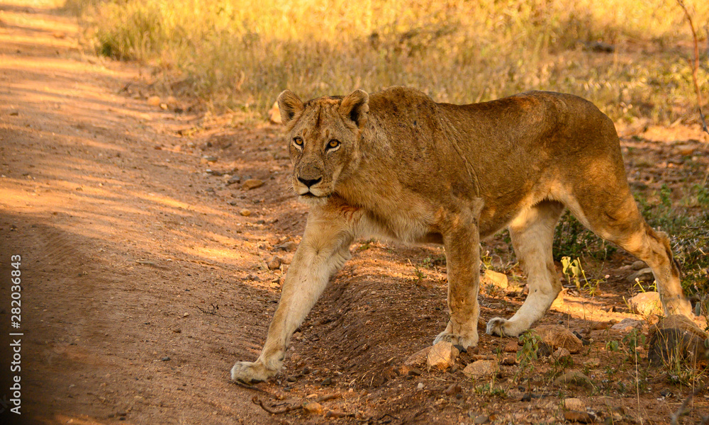 African Lioness warily crossing the road in the early morning light African Lioness warily crossing the road in the early morning light