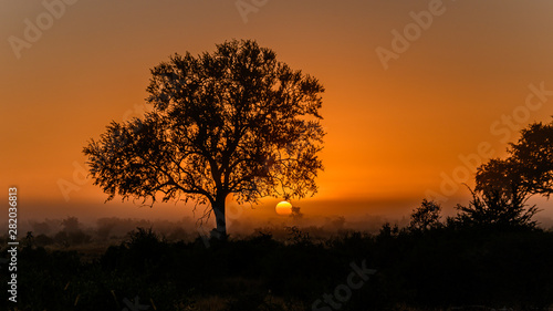 The African sun rising on a very misty morning diffusing the glow of the sun over the bushveld in the Kruger National Park
