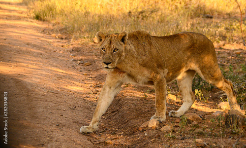 African Lioness warily crossing the road in the early morning light