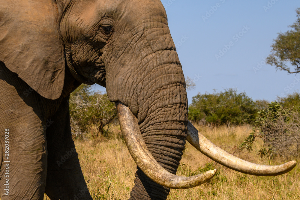 Close up profile of a large African Elephant with impressive tusks 