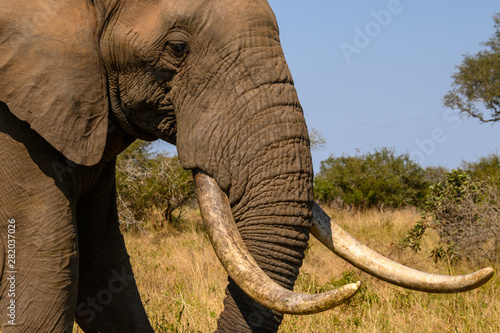 Close up profile of a large African Elephant with impressive tusks 