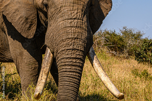 Portrait of a large African Elephant bull with an impressive set of tusks up close