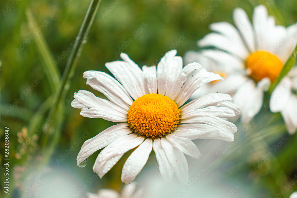 Fototapeta premium daisy Flower in the grass