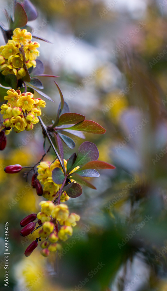 Soft focus of beautiful spring flowers Berberis thunbergii Atropurpurea blossom. Macro of tiny yellow flowers of barberry on background of elegant bokeh purple foliage. Nature concept for design. Soft focus of beautiful spring flowers Berberis thunbergii Atropurpurea blossom. Macro of tiny yellow flowers of barberry on background of elegant bokeh purple foliage. Nature concept for design.