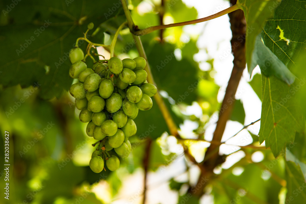 green grapes on a branch grow in the garden green grapes on a branch grow in the garden