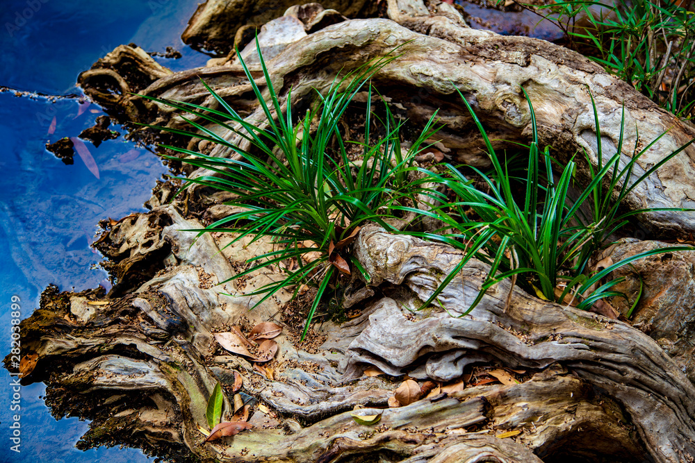 beautiful tree roots in water with sprouted grass beautiful tree roots in water with sprouted grass