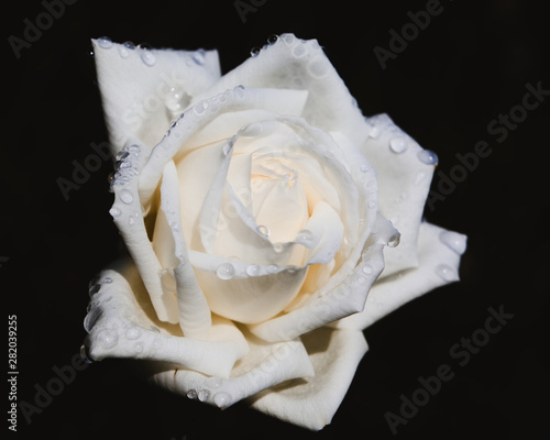 White rose