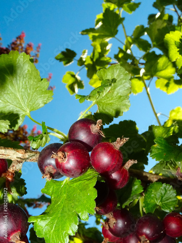 Ripe  clusters of Jostaberries, Ribes nidigrolaria hanging downwith a blue sky as background photo