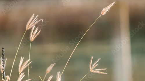 Closeup shot of the grass