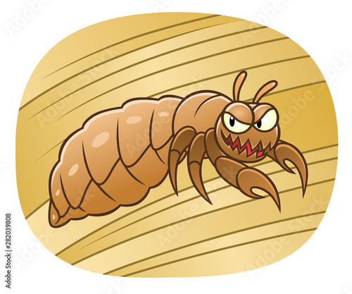 Louse in human hair