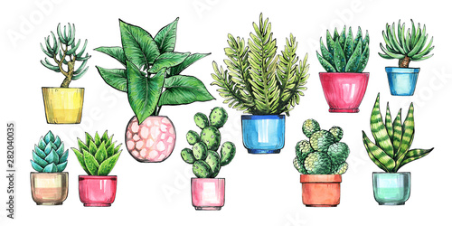 Set of indoor plants, pots with plants. Botanical elements for design.