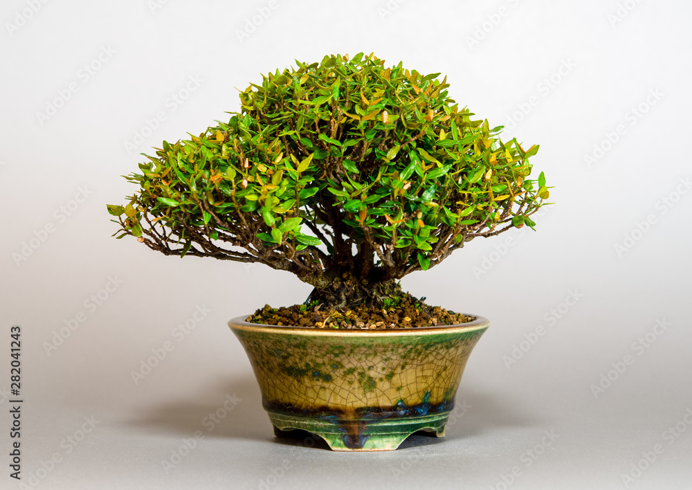 チリメンカズラ-Z1（縮緬葛盆栽）Chirimen kazura bonsai Stock 写真 