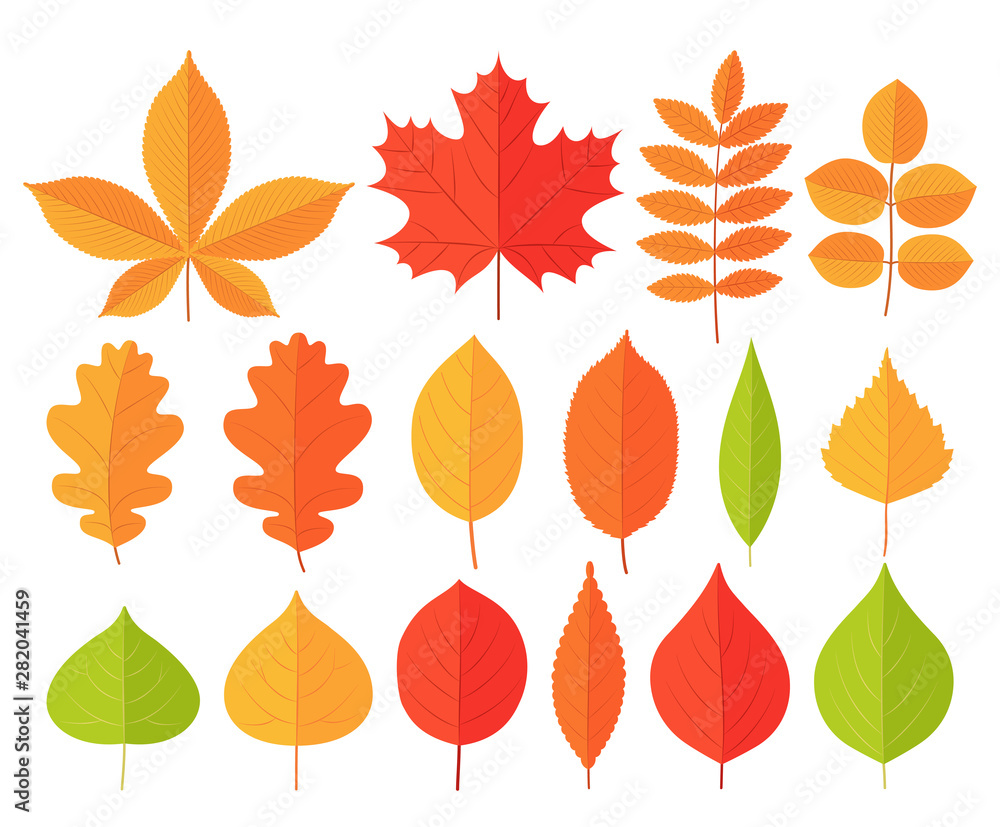 Autumn leaf leaves. Vector. Fall leaves maple, chestnut, oak. Set leaves from different kind of trees isolated on white background. Natural colorful cartoon illustration. Flat design.