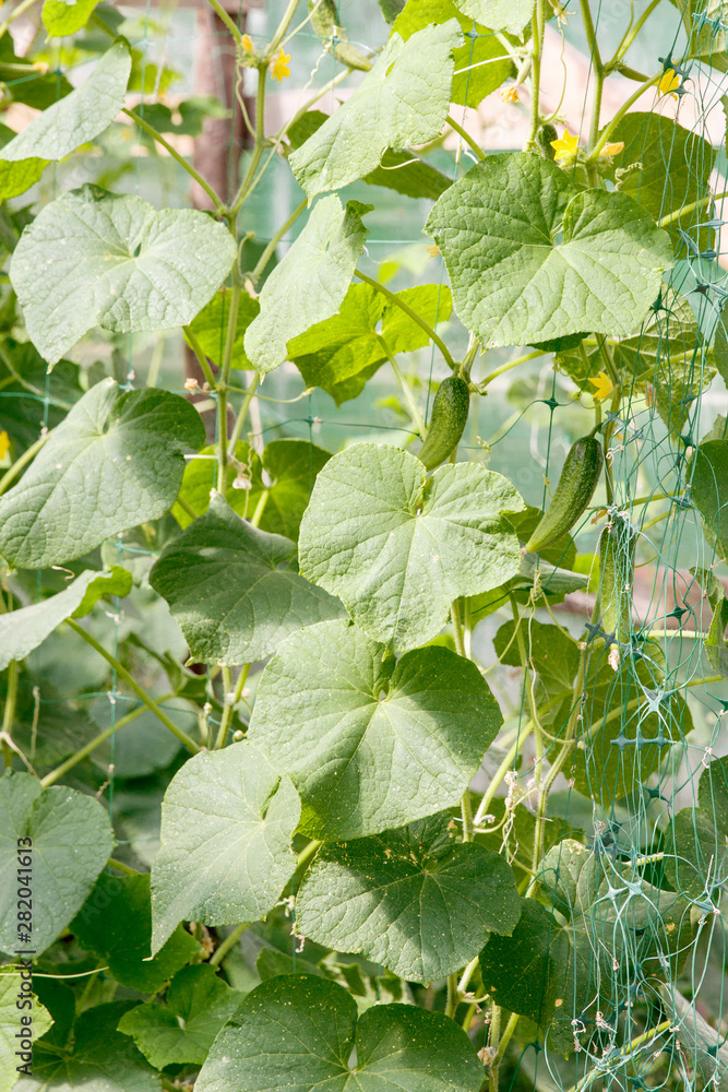 Obraz premium Cucumber harvest in a small domestic greenhouse. The cucumber fruits grow and are ready for harvesting. 