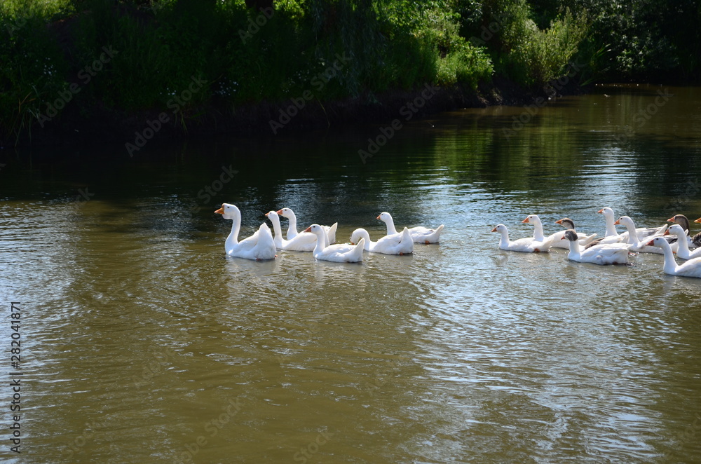 A domestic gooses on the lake at sunny day A domestic gooses on the lake at sunny day