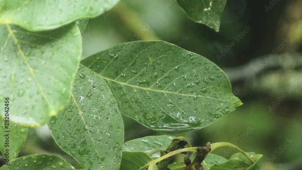 Rainy day in the garden. Raindrops flow down from tree leaves Rainy day in the garden. Raindrops flow down from tree leaves