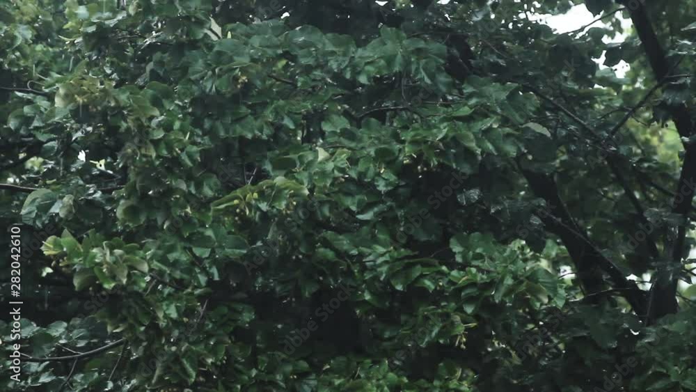 Rainy day in the garden. Raindrops flow down from tree leaves Rainy day in the garden. Raindrops flow down from tree leaves