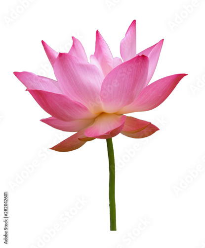 Fototapeta Naklejka Na Ścianę i Meble -  Pink lotus flower isolated with clipping paths