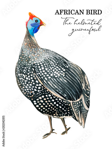 Gouache white spotted guineafowl on a white background