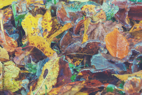 Icy leaves. Nature background. Colorful fallen dry leaves.