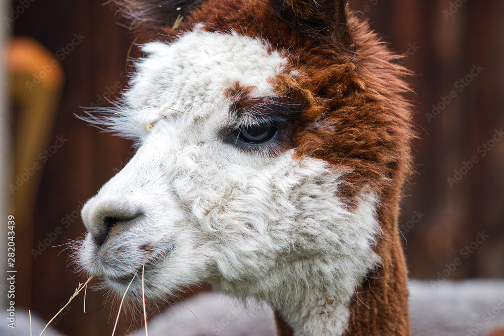 Alpaca Portrait