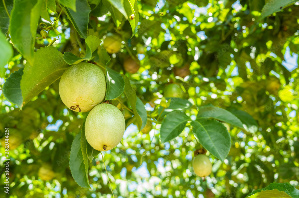 farm of passion fruit cultivation on plastic net farm of passion fruit cultivation on plastic net