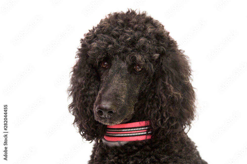 portrait of black poodle dog with collar portrait of black poodle dog with collar