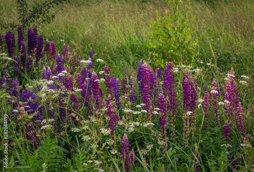 Beautiful field decorated with wildflowers in the early summer  Moscow region