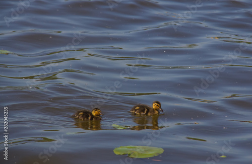 Little ducklings master the Moscow River