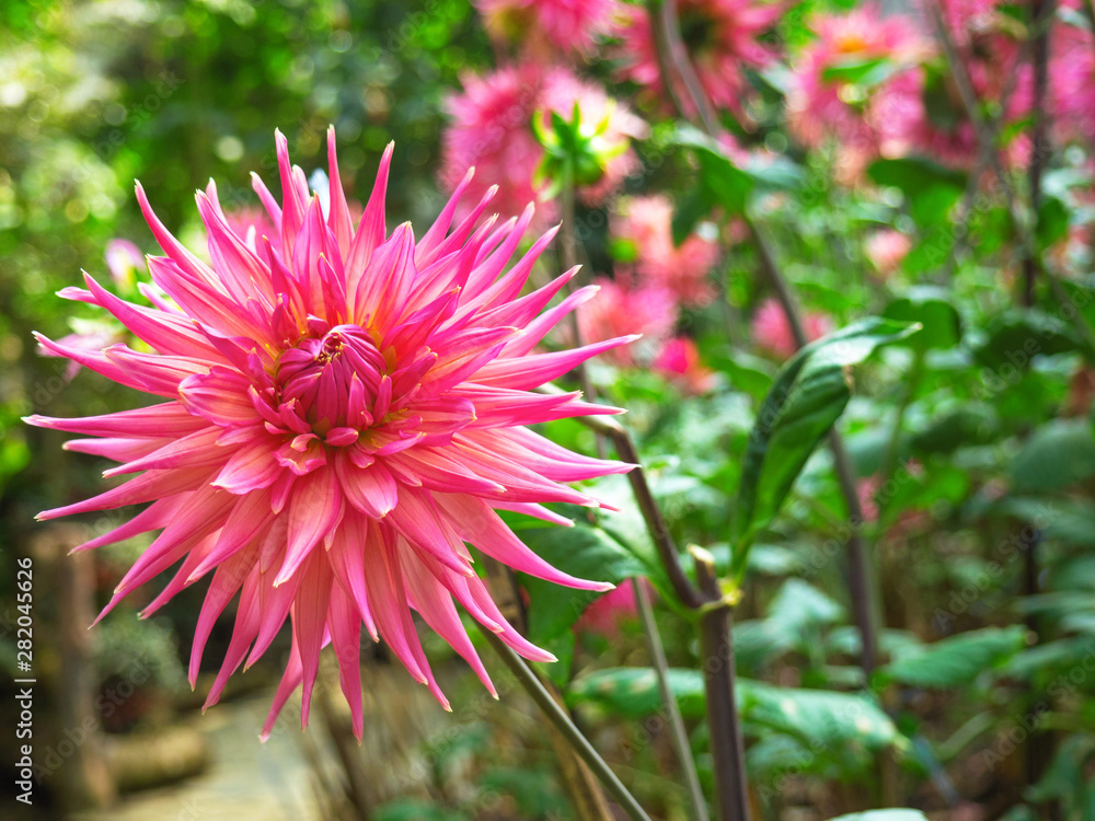 Dahlia flowers - Dahlias extend the summer flowering season and often last until the first frosts. They’re popular as a cut flower and renowned for offering a huge variety of flower color and shapes. Dahlia flowers - Dahlias extend the summer flowering season and often last until the first frosts. They’re popular as a cut flower and renowned for offering a huge variety of flower color and shapes.