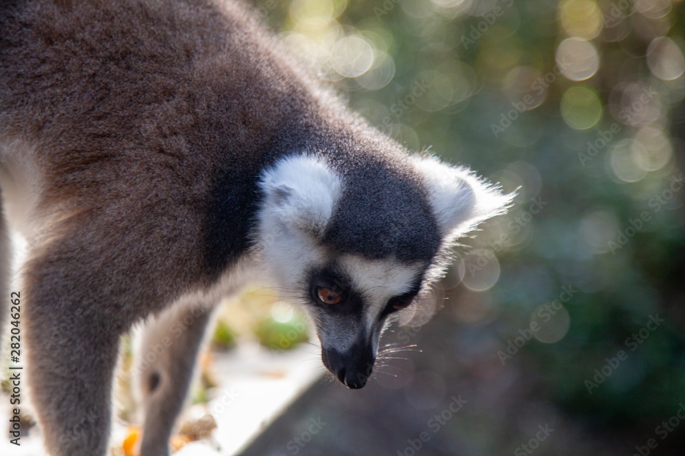 Obraz premium Monkey Land south Africa 