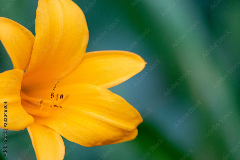 Betörender Duft der Frühlingsblumen im Gegenlicht des Sonnenscheins begrüßen Frühling und Sommer im Garten und zum Muttertag als duftende Geschenke und Augenschmeichler Betörender Duft der Frühlingsblumen im Gegenlicht des Sonnenscheins begrüßen Frühling und Sommer im Garten und zum Muttertag als duftende Geschenke und Augenschmeichler
