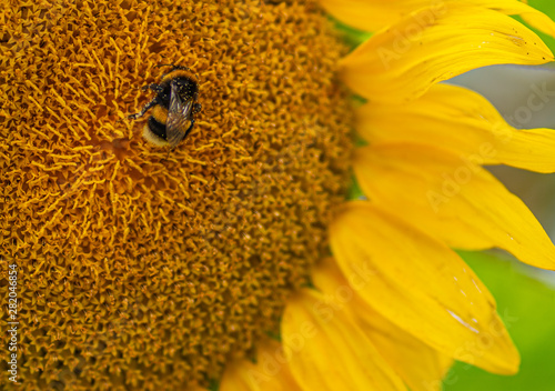 Canvas Print a fat bumblebee sits in the middle of a yellow sunflower