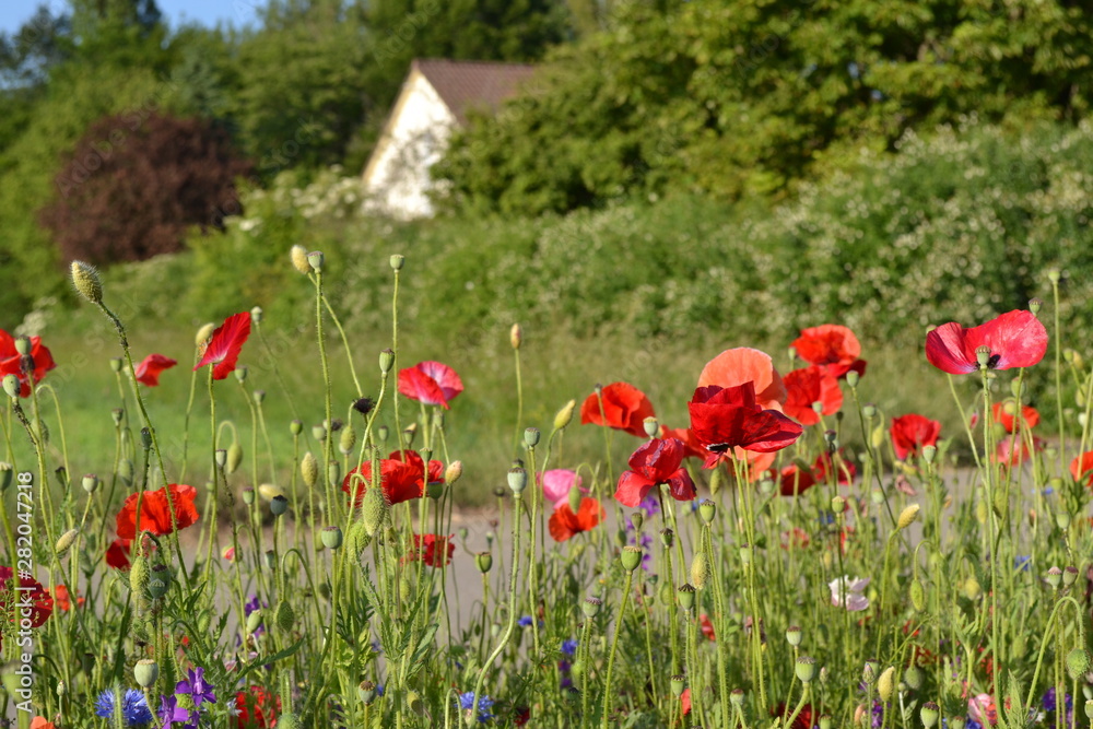 Red poppies on a background of green trees and a village house.