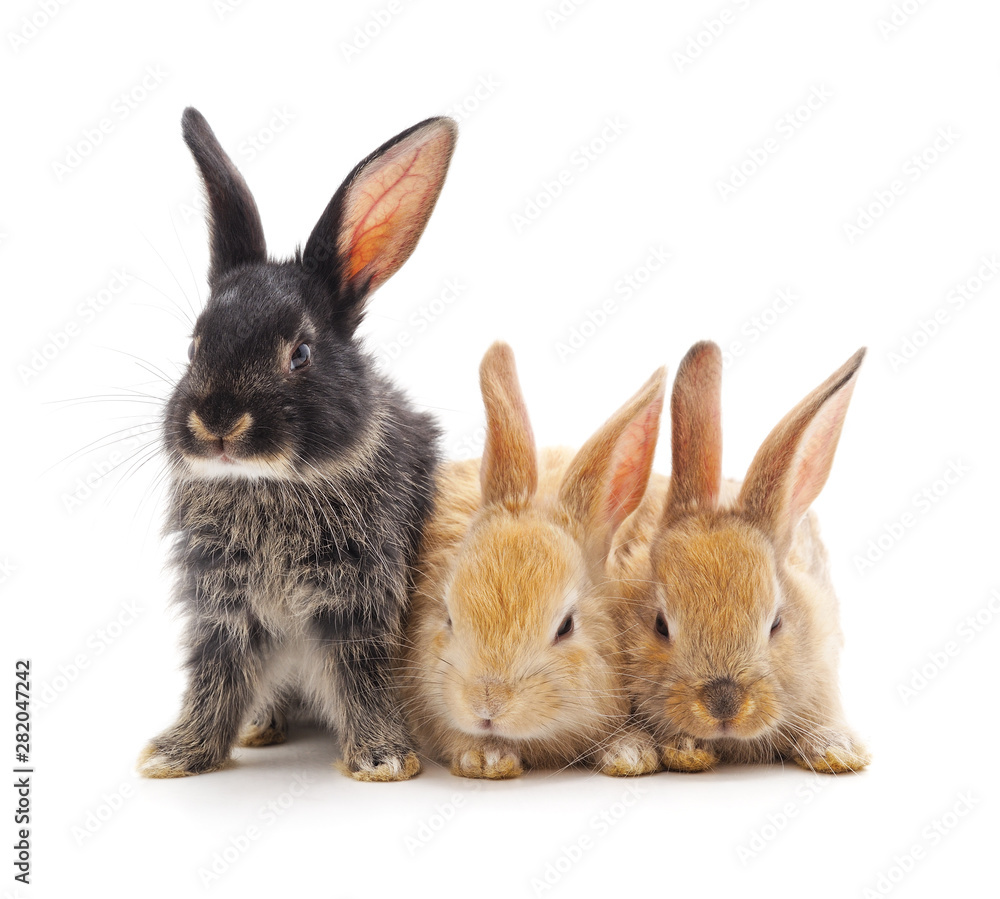 Three small rabbits. Three small rabbits.