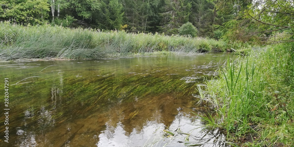 Obraz premium river in the forest