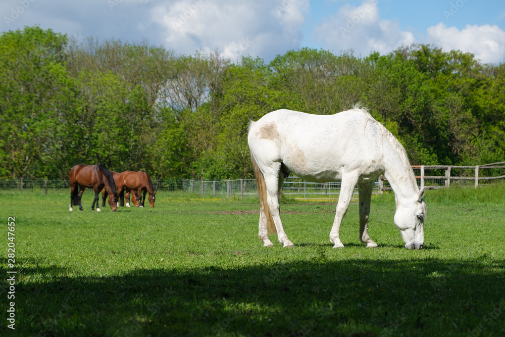 White and brown horses eating fresh spring grass White and brown horses eating fresh spring grass