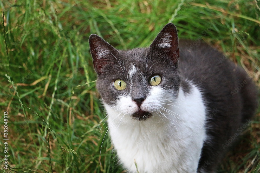 beautiful gray and white cat is sitting in the garden and looking up to the camera beautiful gray and white cat is sitting in the garden and looking up to the camera