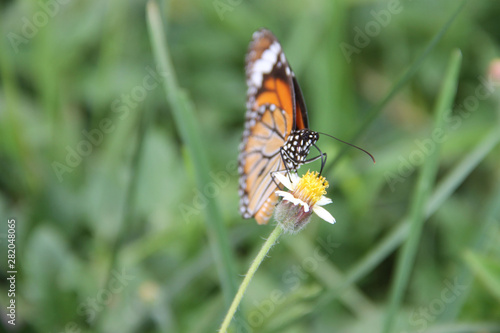 Butterfly with flowers with a blurred background.