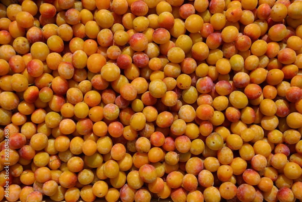 Récolte de mirabelles, la spécialité de la lorraine: des fruits dans un panier