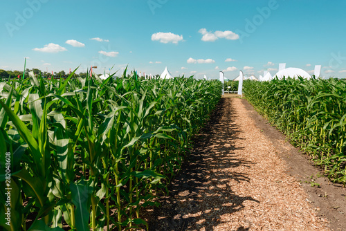 Road in the corn field