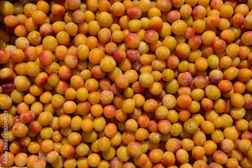 Récolte de mirabelles, la spécialité de la lorraine: des fruits dans un panier