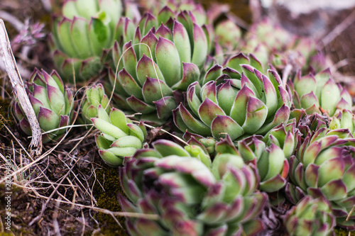 Rustic macro shot of cactus - tropical plant with shallow depth of field.Natural background with succulent. photo