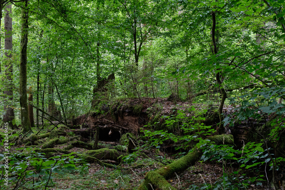 Broken monumental oak tree lying Broken monumental oak tree lying