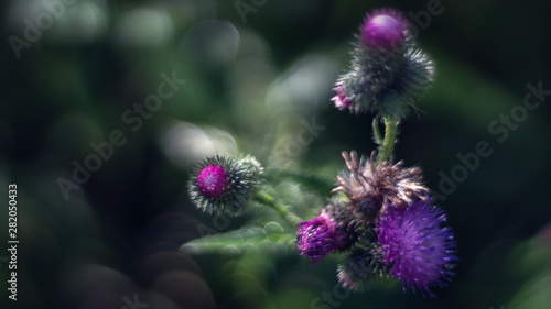 Summer wildflowers close-up