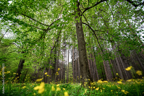 Fototapeta Naklejka Na Ścianę i Meble -  Beautiful big green crown of tall trees in the forest with sunlight and yellow flowers. Bottom view in spring day. green leaves nature mountain landscape in Bulgaria