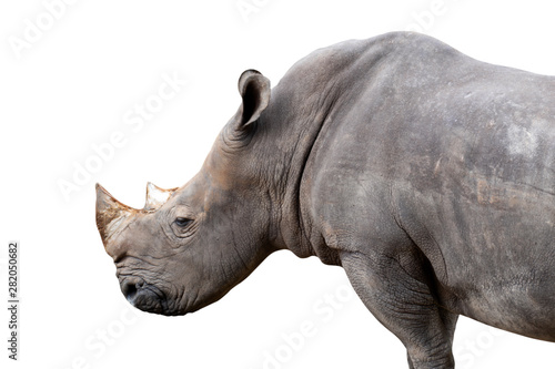 white rhino isolated on white background - clipping paths.