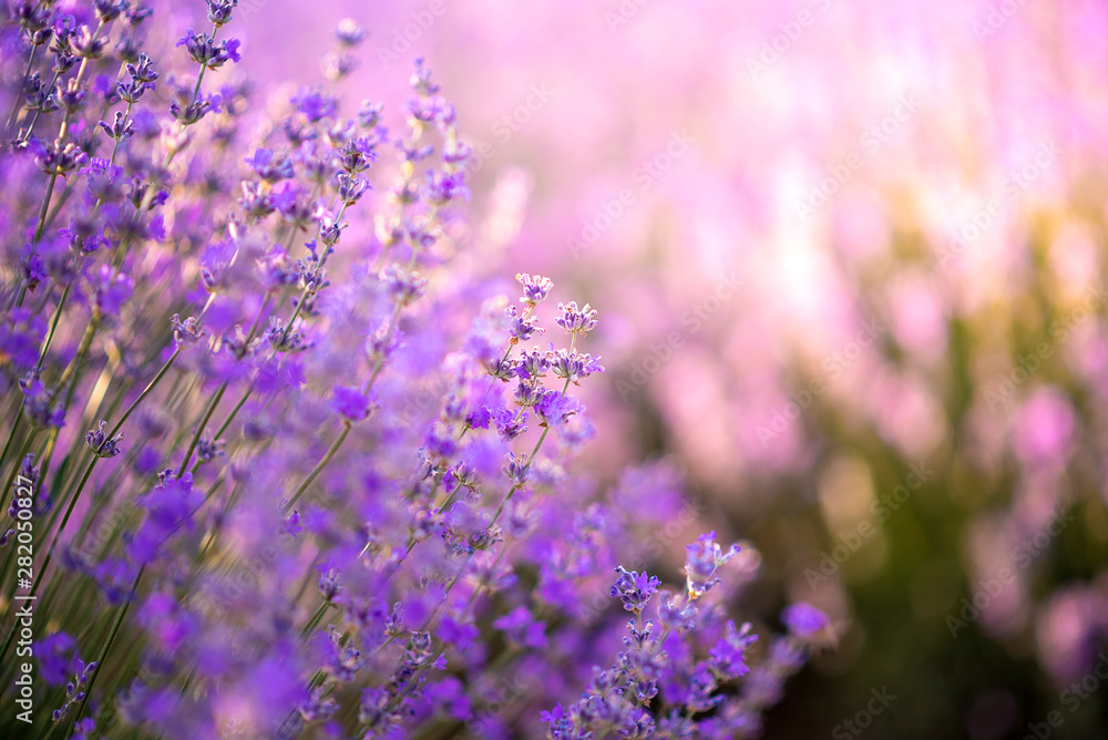 Naklejka premium Intense purple lavender field оverwhelmed with blooming bushes grown for cosmetic purposes. Sunset time with sky filled with cumulus clouds and rays sunlight. near Burgas, Bulgaria.