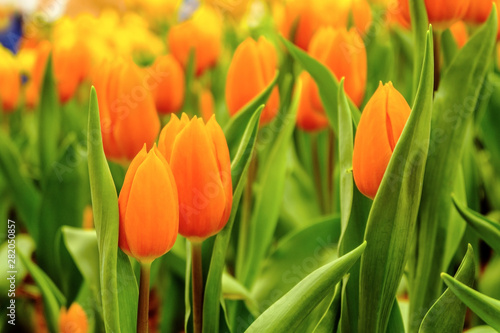 yellow and orange tulips flower with leaves